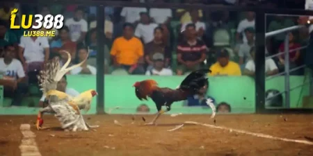 da ga campuchia lu388