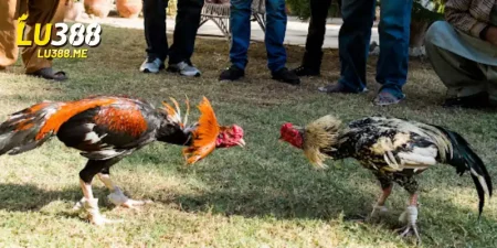 da ga truc tiep campuchia lu388