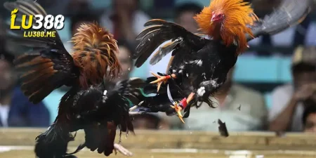 da ga truc tiep cpc1