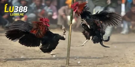 da ga truc tiep cpc5