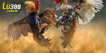 da ga vip nhan thuong khung