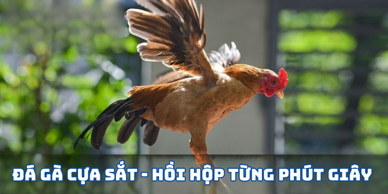 Đá Gà Cựa Sắt LU388 - Thiên Đường Chiến Đấu Của Các Chiến Kê 1 image 2