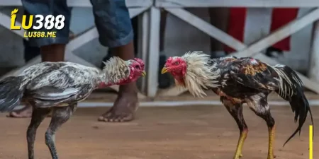 meo choi da ga lu388